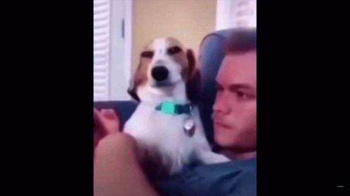 A Man And A Dog Are Sitting On A Couch And The Dog Is Looking At The Camera . GIF