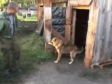 A Man And A Dog Are Standing In Front Of A Wooden Shed GIF