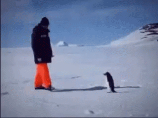 A Man And A Penguin Are Walking In The Snow GIF