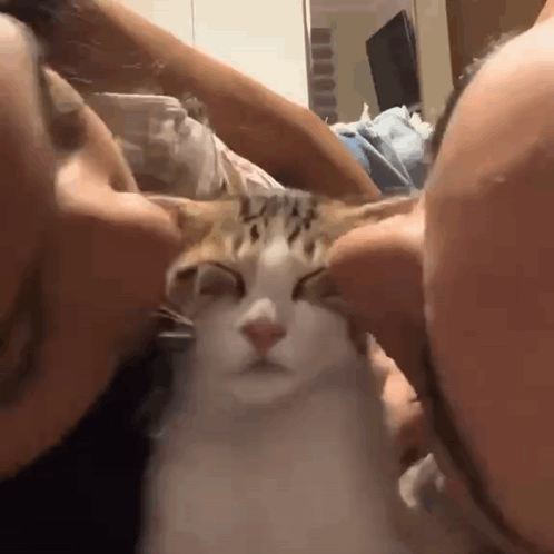 A Man And Woman Are Kissing A Cat On The Nose . GIF