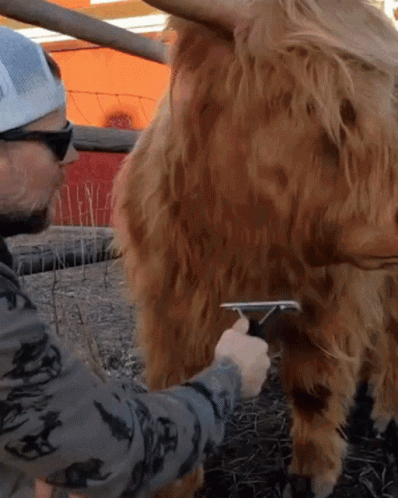 A Man Brushes A Cow 'S Fur With A Brush GIF