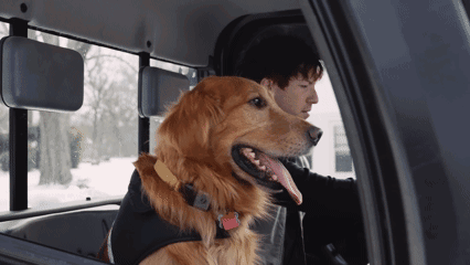 A Man Driving A Truck With A Dog In The Back GIF