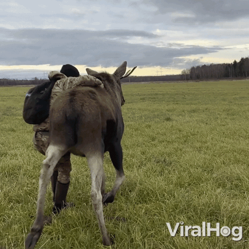 A Man Hugging A Moose In A Grassy Field With Viralhog Written In The Corner GIF