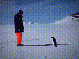 A Man In A Black Jacket Stands Next To A Penguin GIF