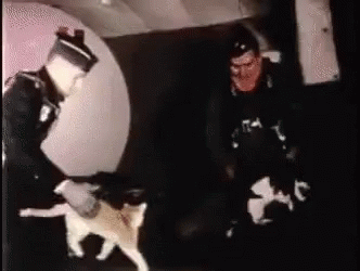 A Man In A Black Shirt With The Letter T On It Stands Next To A Cat GIF