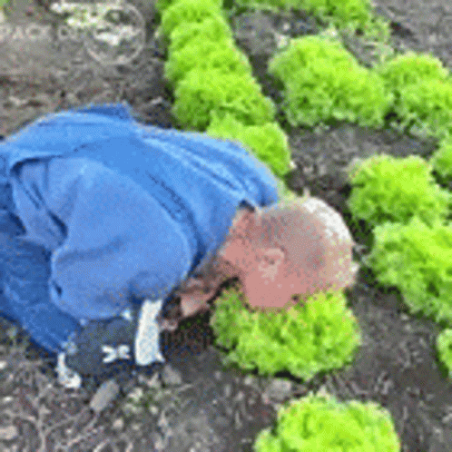 A Man In A Blue Jacket Is Kneeling Down In A Field Of Lettuce Plants . GIF