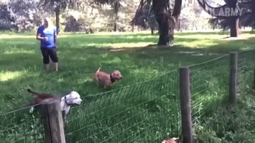 A Man In A Blue Shirt Stands In A Grassy Field With Two Dogs And A Sign That Says Army GIF