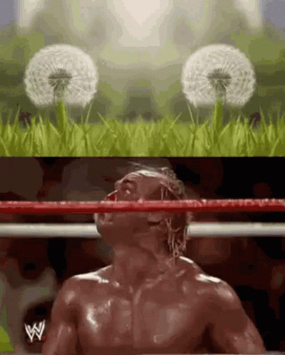 A Man In A Boxing Ring With A Dandelion In The Background . GIF