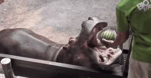 A Man In A Green Shirt Is Feeding A Hippopotamus A Watermelon GIF