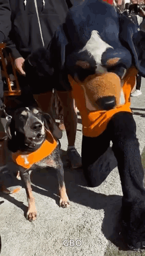 A Man In A Mascot Costume Is Kneeling Next To A Dog Wearing An Orange Bandana . GIF