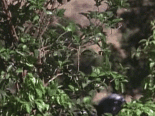 A Man In A Mask Is Standing In The Woods . GIF