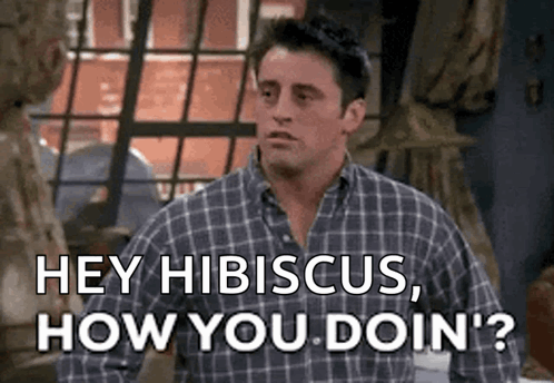A Man In A Plaid Shirt Is Saying `` Hey Hibiscus , How You Doin '? '' . GIF