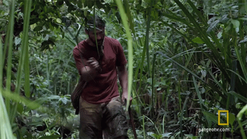 A Man In A Red Shirt Is Walking Through A Lush Green Forest With A National Geographic Logo In The Corner GIF