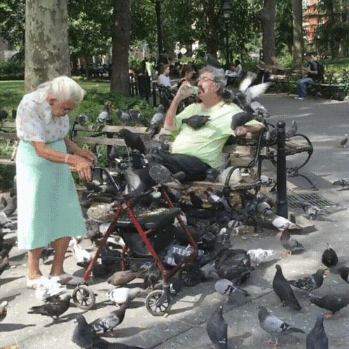 A Man In A Wheelchair Is Surrounded By Pigeons And A Woman Feeding Him GIF