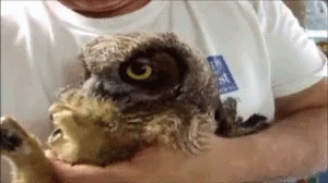 A Man In A White Shirt Is Holding An Owl In His Arms GIF