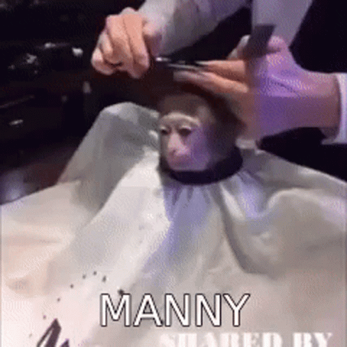 A Man Is Cutting A Monkey 'S Hair With A Pair Of Scissors .. GIF