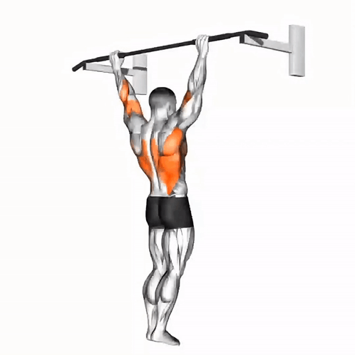 A Man Is Doing A Pull Up On A Bar With Muscles Highlighted In Orange GIF