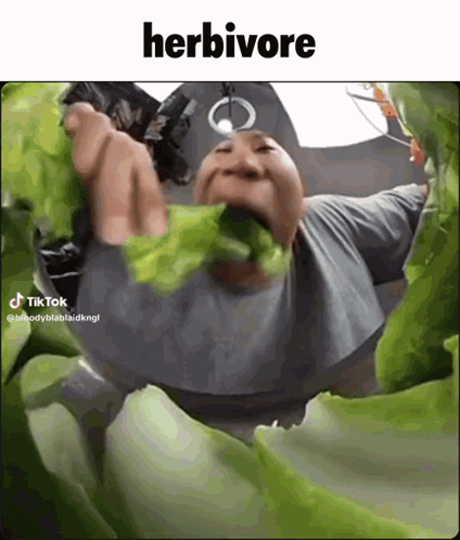 A Man Is Eating A Large Leaf Of Lettuce With The Caption Herbivore GIF