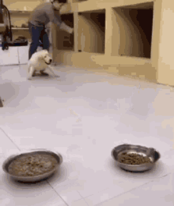 A Man Is Feeding A Dog In A Room With Two Bowls Of Food GIF
