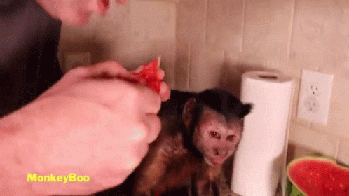 A Man Is Feeding A Monkey A Slice Of Watermelon On A Counter . GIF