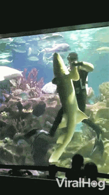 A Man Is Feeding A Shark In An Aquarium With The Words Viralhog Visible GIF