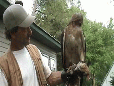 A Man Is Holding A Bird On His Hand . GIF