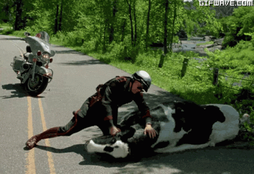A Man Is Kneeling Down Next To A Cow On The Side Of The Road GIF