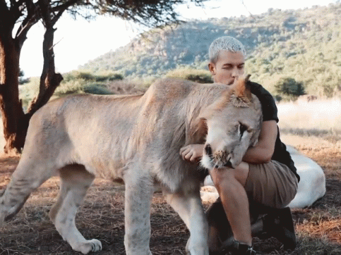 A Man Is Kneeling Down Next To A Lion In A Field GIF