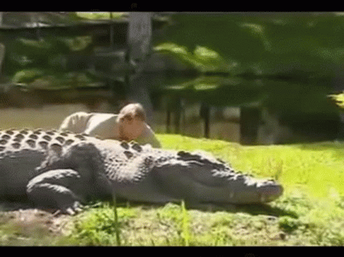 A Man Is Laying On Top Of A Large Alligator . GIF