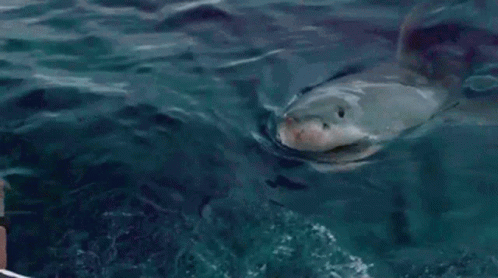 A Man Is Looking At A Large Shark In The Ocean . GIF
