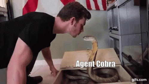 A Man Is Looking At A Snake In A Box With The Words Agent Cobra Written On The Bottom GIF
