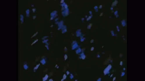 a man is playing a guitar in a dark room with blue petals falling from the sky .