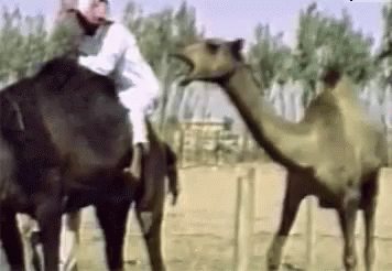 A Man Is Riding A Camel In The Desert While Another Camel Looks On . GIF
