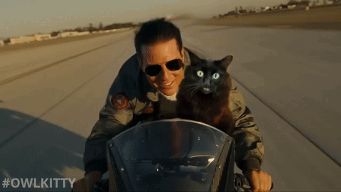 A Man Is Riding A Motorcycle With A Black Cat On His Back And The Hashtag #Owlkitty GIF