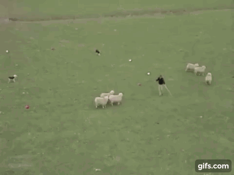 A Man Is Riding A Sheep In A Field While Holding A Rope . GIF