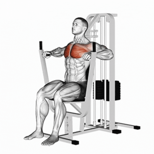 A Man Is Sitting On A Machine With Muscles Highlighted In Red GIF