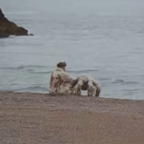 A Man Is Sitting On The Beach With A Dog Looking At The Ocean . GIF