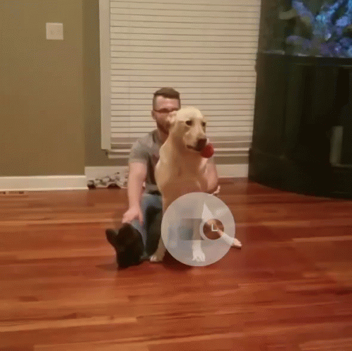 A Man Is Sitting On The Floor With A Dog Wearing A Cone GIF