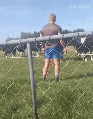 A Man Is Standing Behind A Chain Link Fence Looking At Cows In A Field . GIF