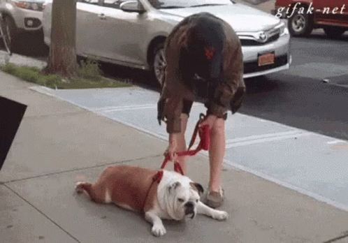 A Man Is Standing Next To A Bulldog On A Leash . GIF