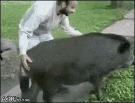 A Man Is Standing Next To A Large Black Pig And Holding Its Tail . GIF