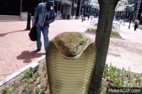 A Man Is Standing Next To A Large Snake In A Park . GIF