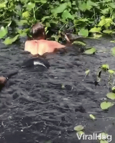 A Man Is Swimming In A Pond Surrounded By Plants And Leaves . GIF