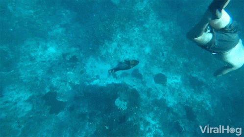 A Man Is Swimming In The Ocean With A Fish And The Words Viralhog Below Him GIF