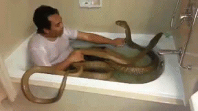 A Man Is Taking A Bath In A Bathtub With Two Snakes . GIF