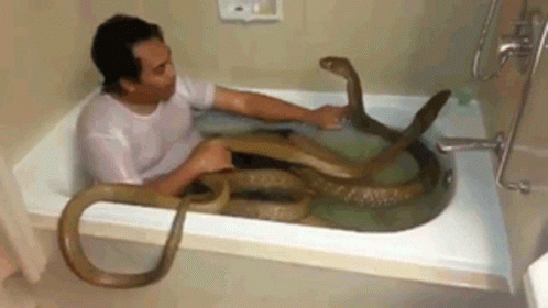 A Man Is Taking A Bath With Two Snakes In It . GIF