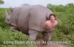 A Man Is Tied To The Back Of A Rhinoceros In The Grass . GIF