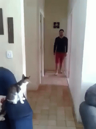 A Man Is Walking Down A Hallway With A Cat Sitting On A Couch . GIF