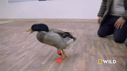 A Man Kneeling Down Next To A Duck With Red Feet And The Word Wild On The Bottom GIF