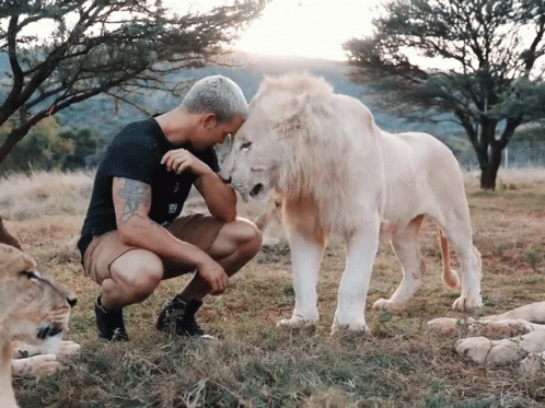 A Man Kneeling Next To A White Lion Wearing A Black Shirt That Says ' Sd ' On It GIF
